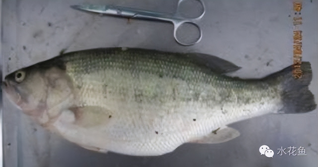 鱼类诺卡氏菌病的病因症状及其防控措施：由于免疫力受损很难治愈