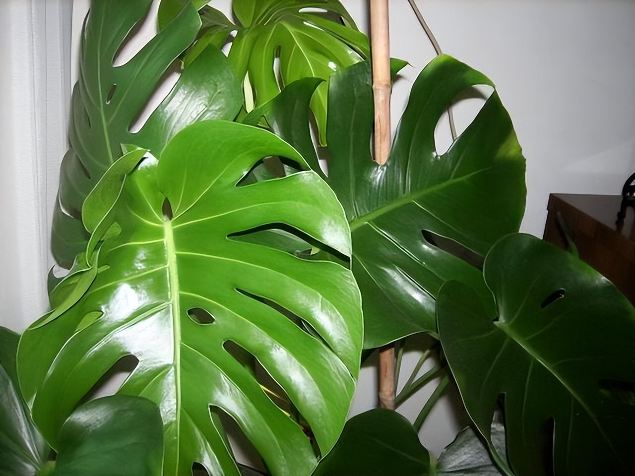 养花达人必备的44个养花绝技,8个实用的养花小技巧