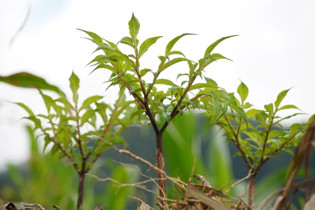 「强国复兴有我」看绿春最强创业搭档，将“小魔芋”变身“金疙瘩”