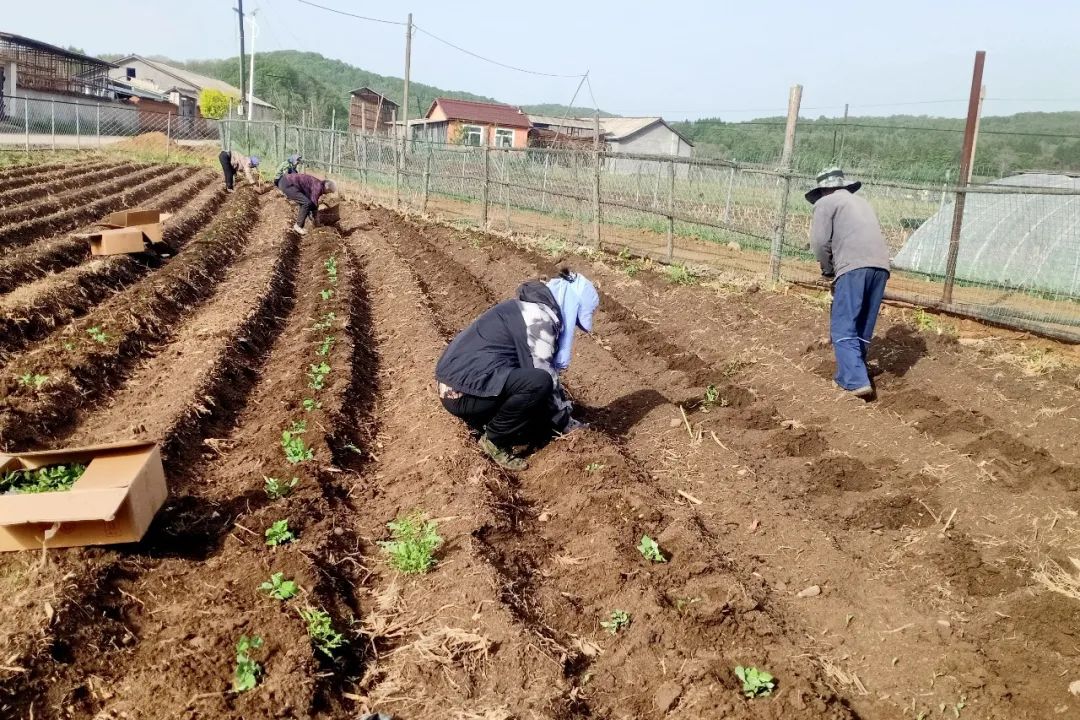小红果变身“红宝石”,辉南石道河镇培育发展特色产业