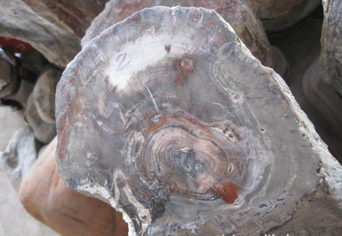 硅化木的原始树木,硅化木和树化石