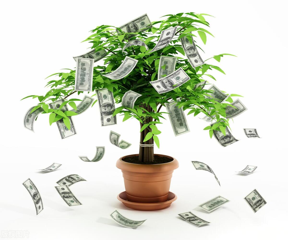 摇钱树的叶子怎么做,摇钱树一碰叶子就掉是怎么了