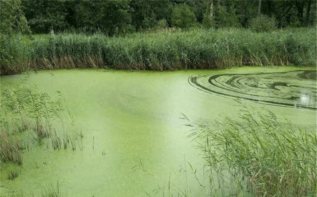 为什么电鱼危害大,电鱼违法为什么还有电鱼设备