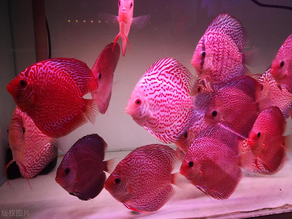 七彩神仙鱼最好看的品种,野生七彩神仙鱼所有品种