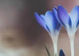 蓝颜知己小说完整版,蓝颜知己到底有多蓝