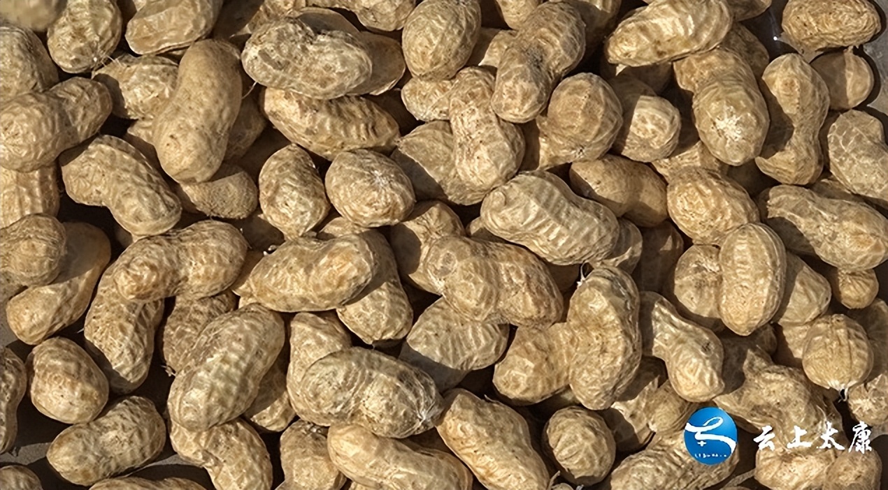 乡村振兴小果园,农民致富路上的金豆豆