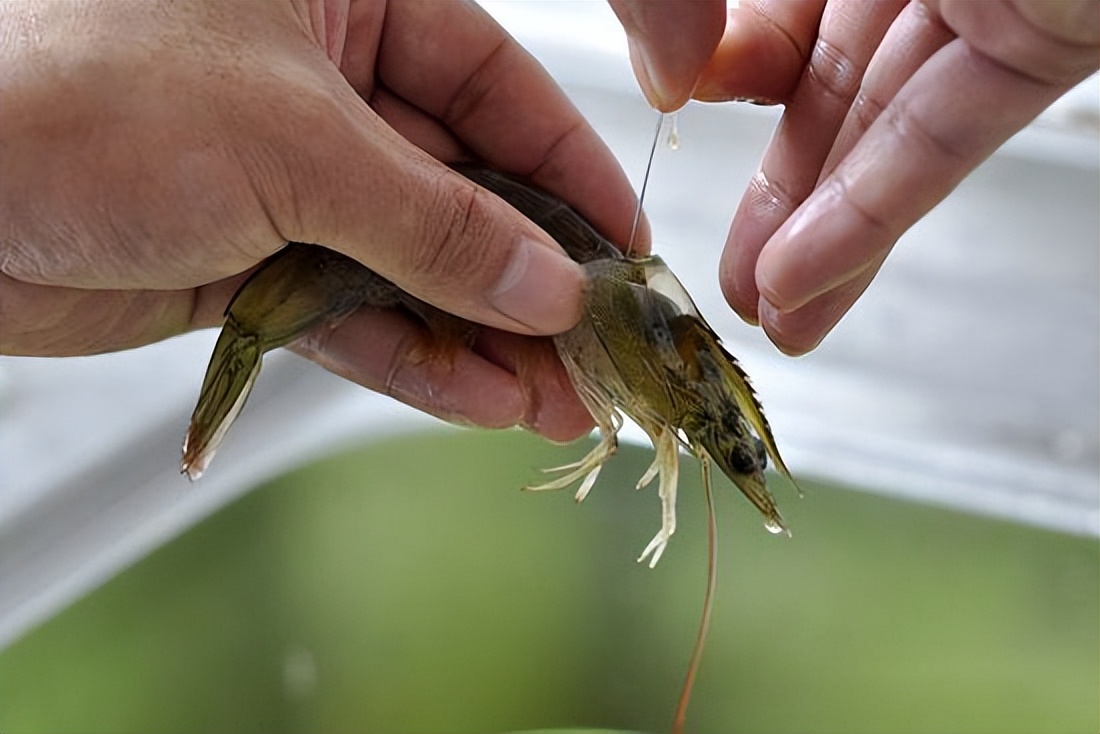 虾的背上黑线能吃吗,虾背上的那个黑线能吃吗