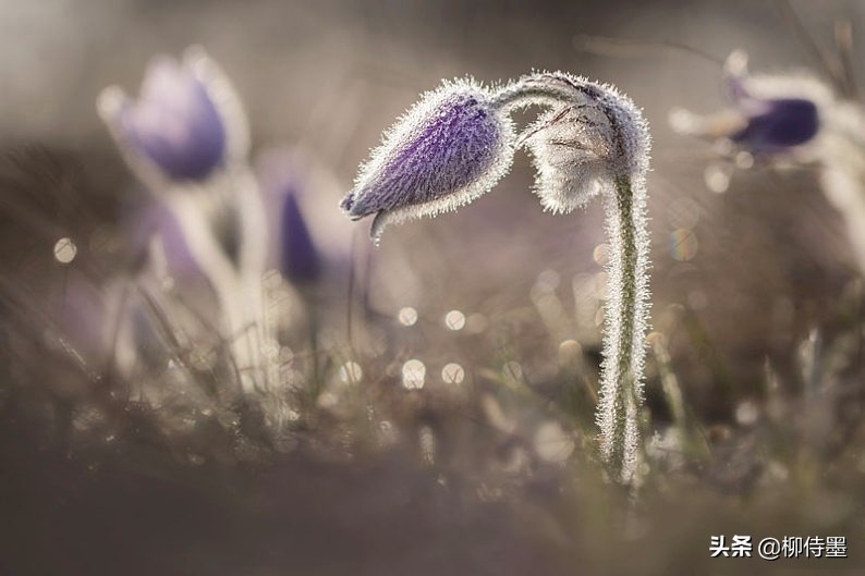 花朵如何拍摄唯美,摄影师拍摄花朵的方法