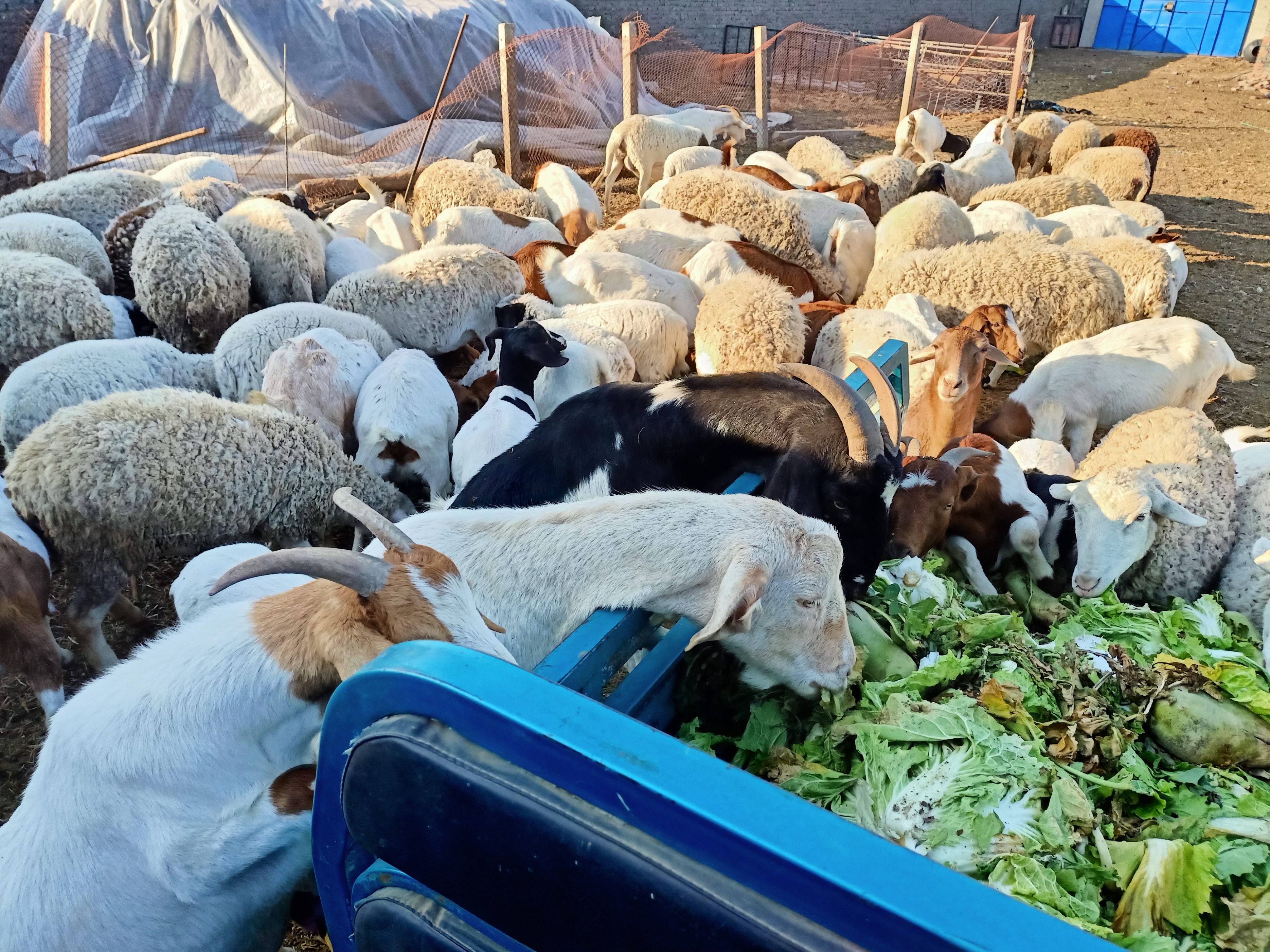 自媒体怎么养猪挣钱,新手做自媒体的领域选择哪个挣钱