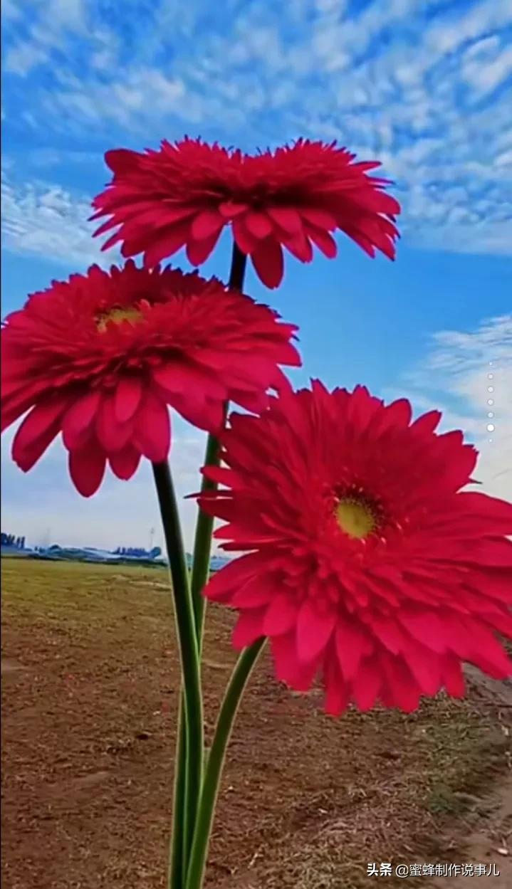鸟语花香百花争艳让人陶醉,宁静祥和鸟语花香