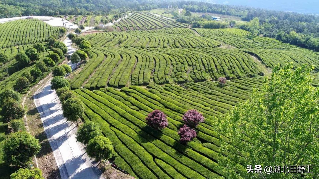 陆羽茶产业,陆羽文化茶产业