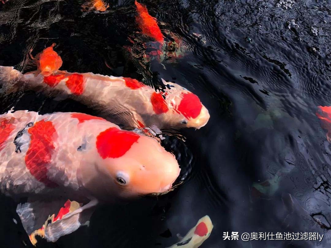 锦鲤的饲养方法和技术视频大全集,春季锦鲤鱼的养护理念和要点