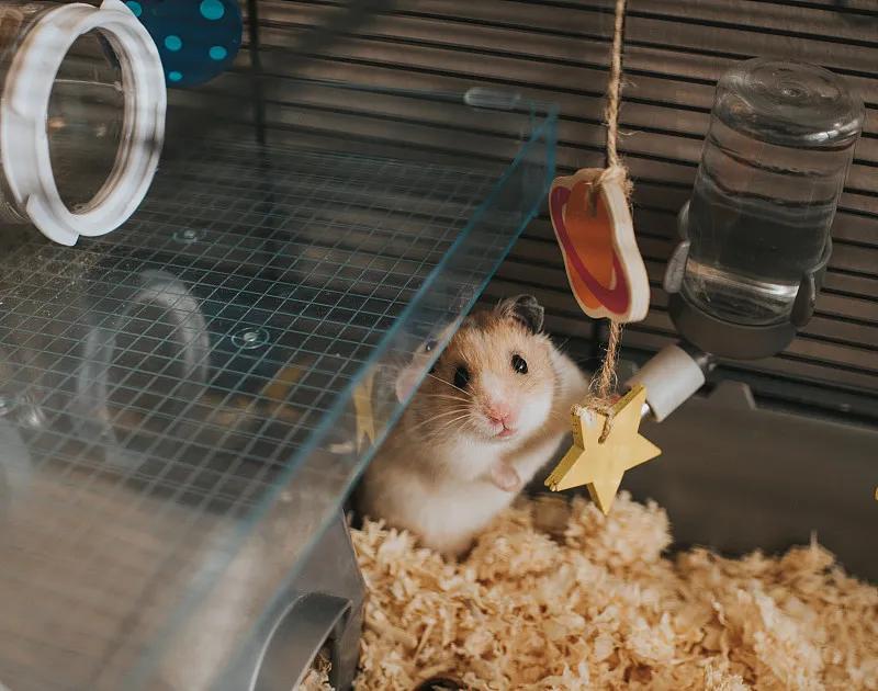 素食宠物食品,素食宠物零食有哪些品种