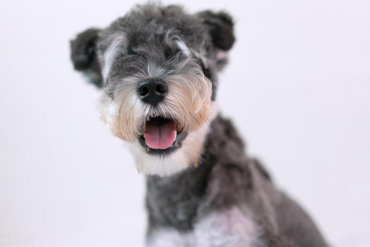 哪种狗狗最可爱,最帅气的狗狗十大排名