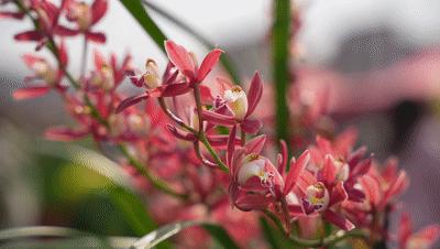 四会石狗镇兰花展今年什么时间,石狗镇程村兰花展馆