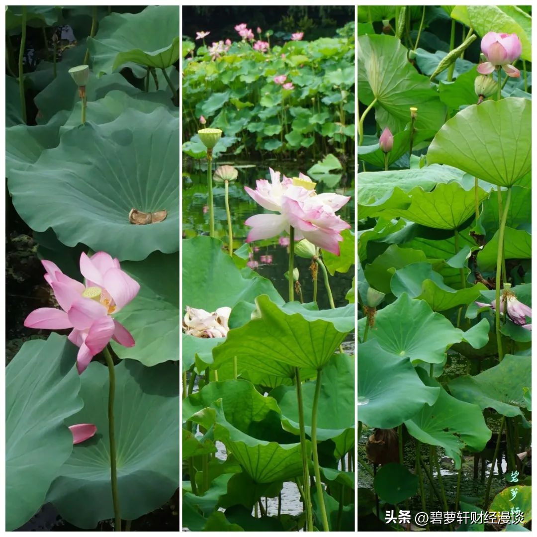 长沙第一波赏荷地图,杭州夏日赏荷地图