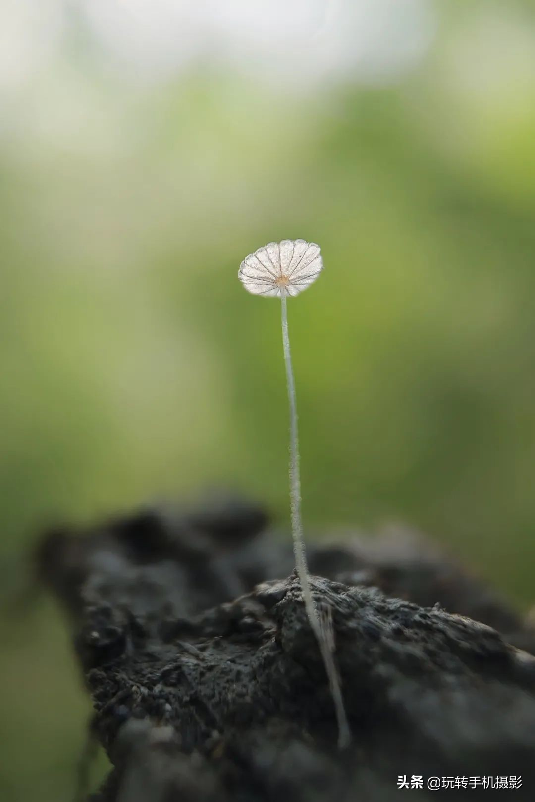 手机单反镜头有用吗,手机镜头跟单反有何区别