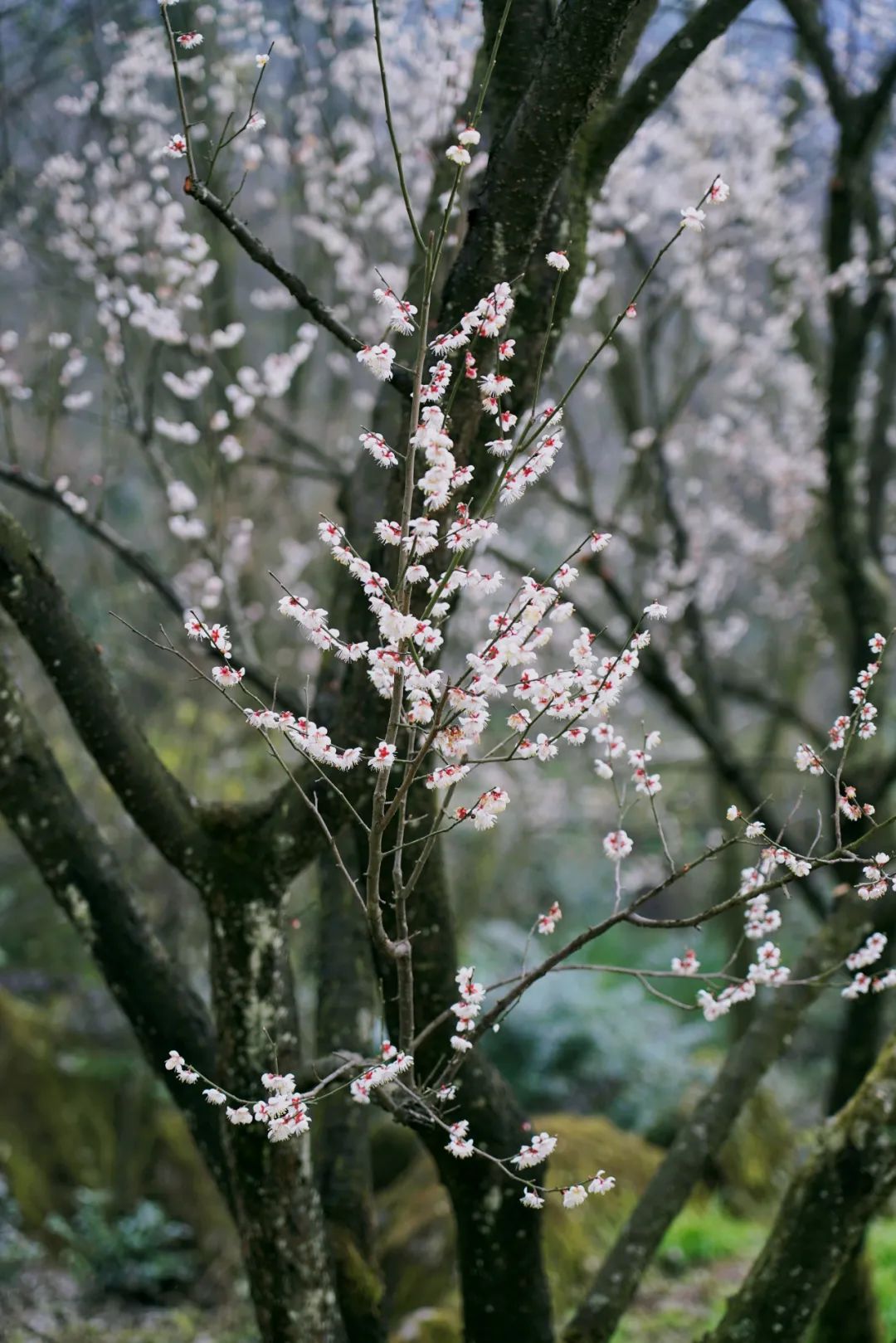1.5h刹拢！被誉为川版“花城”，这个宝藏好耍地美得不像话