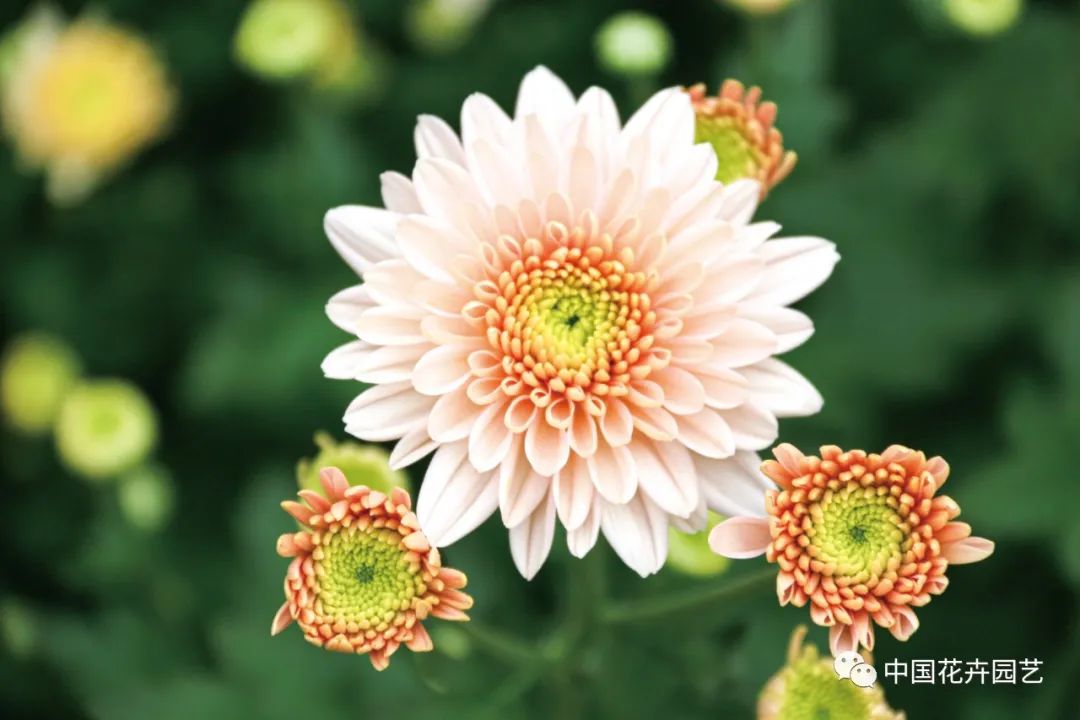 菊花苗优良品种培育,菊花新品种培育技术研究