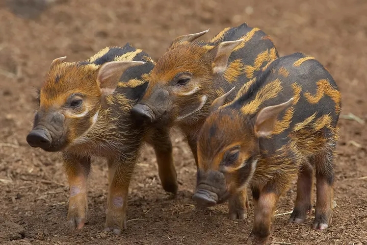 闈炴床閲庣尓鍒嗗竷鍖哄煙,闈炴床閲庣尓