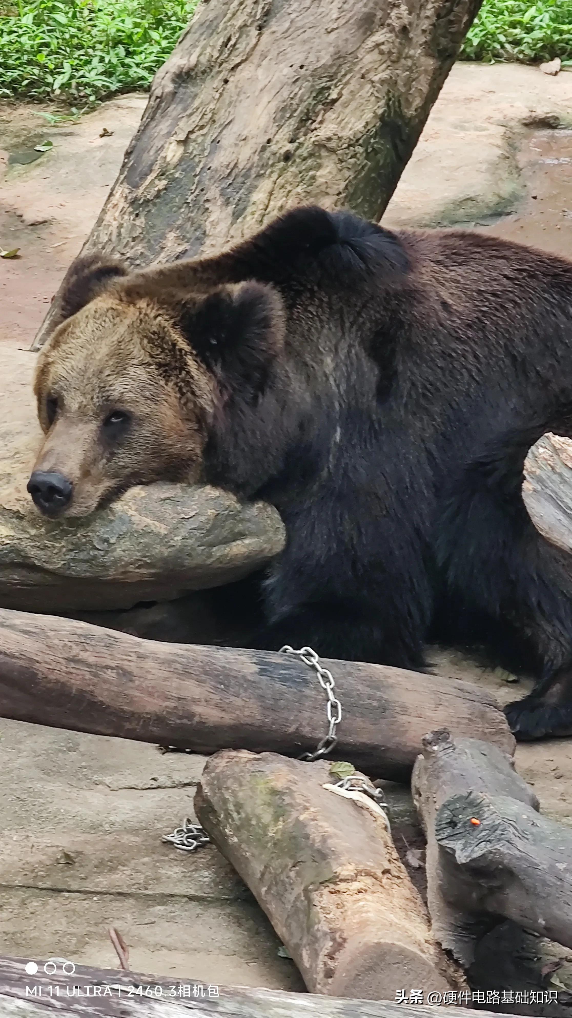五一广州动物园人挤人的一天,广州动物园有序开放