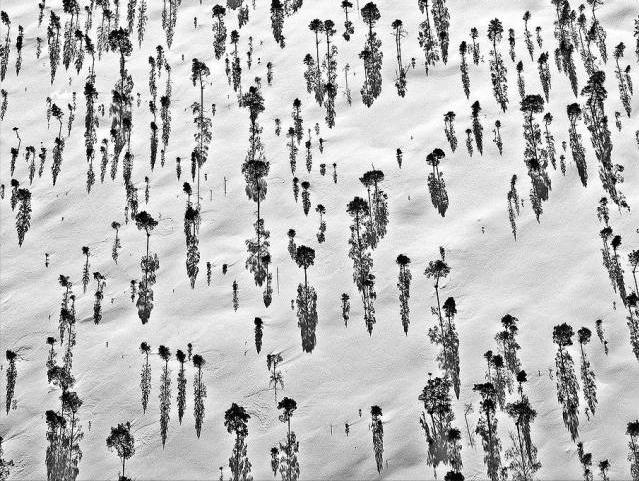 79个难得一见照片，飞机释放烟雾弹，逃票的女乘客，飞翔的蝙蝠