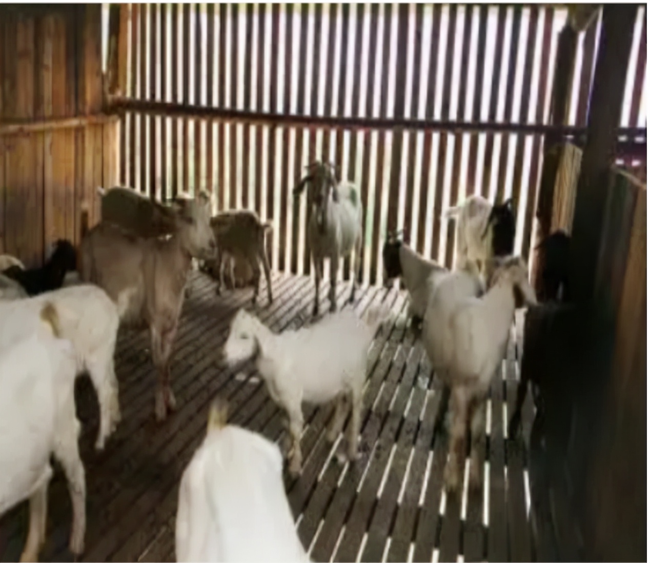 养殖致富经养羊技术,养殖羊的思路和经营模式