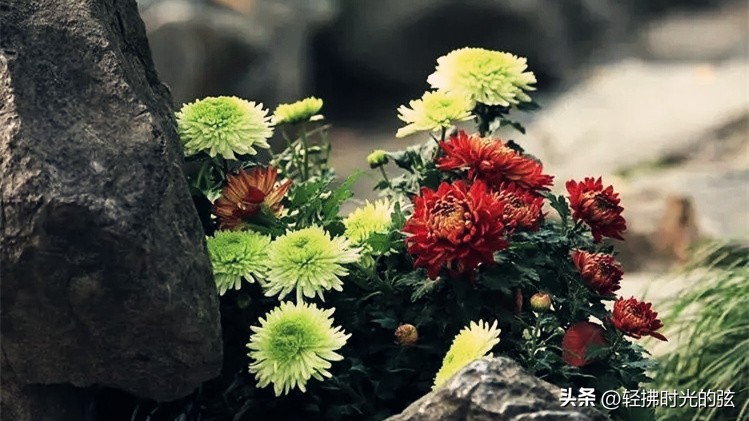 中国著名诗词大全集,诗词十大最美巅峰之作