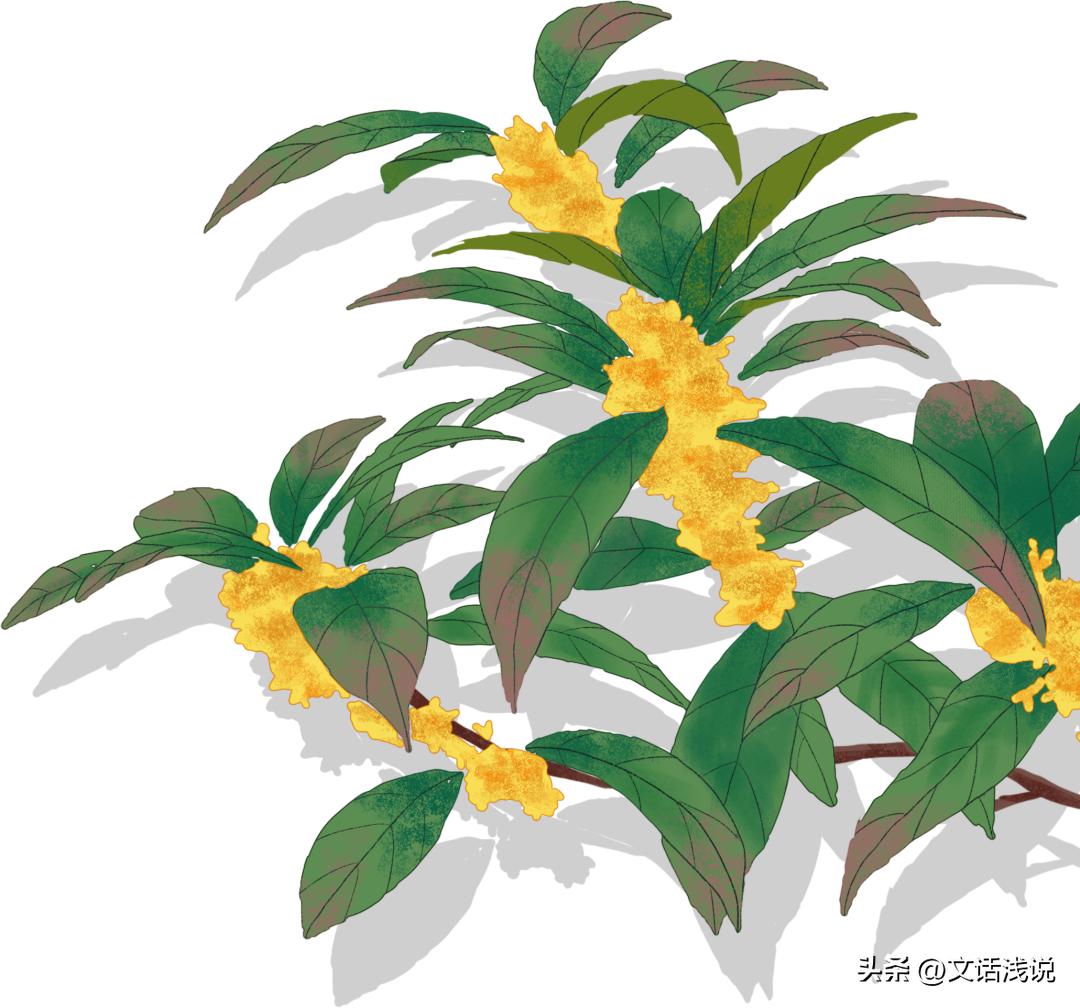 江苏秋天必吃的桂花美食,十月桂花香这些桂花美食你吃过吗