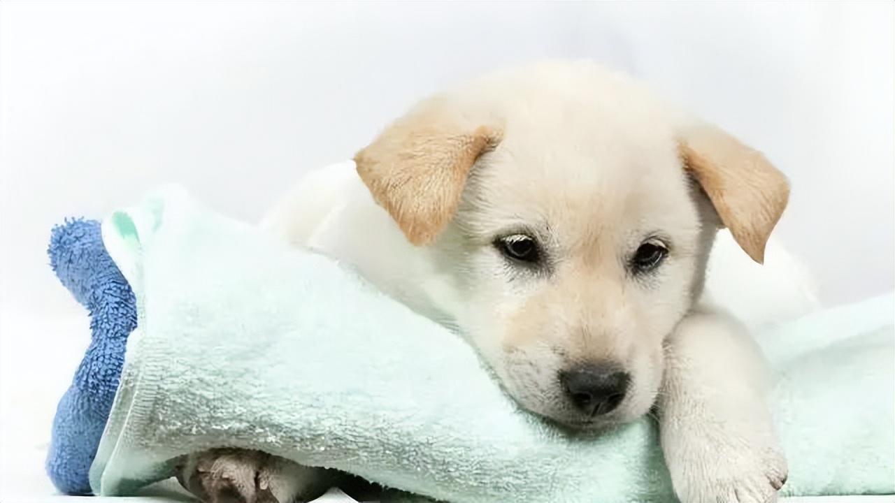 狗狗打喷嚏咳嗽干呕是咋回事,狗狗咳嗽干呕打喷嚏症状