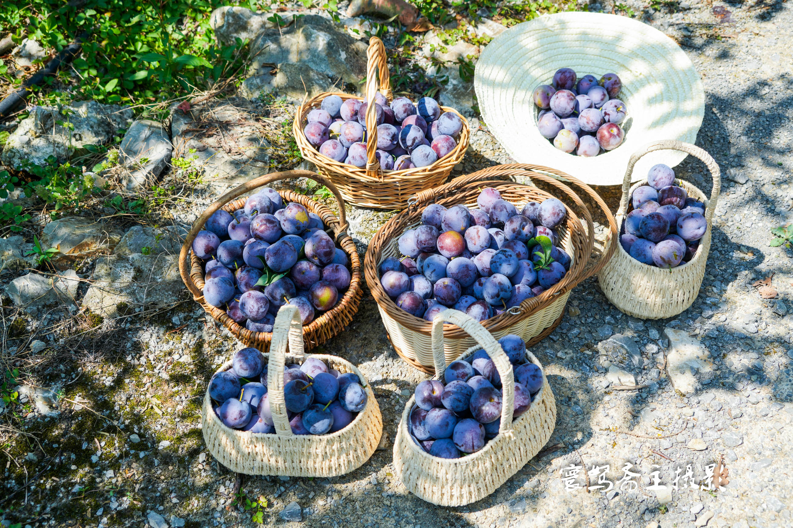 重庆静观柴火鸡,静观陈氏柴火鸡