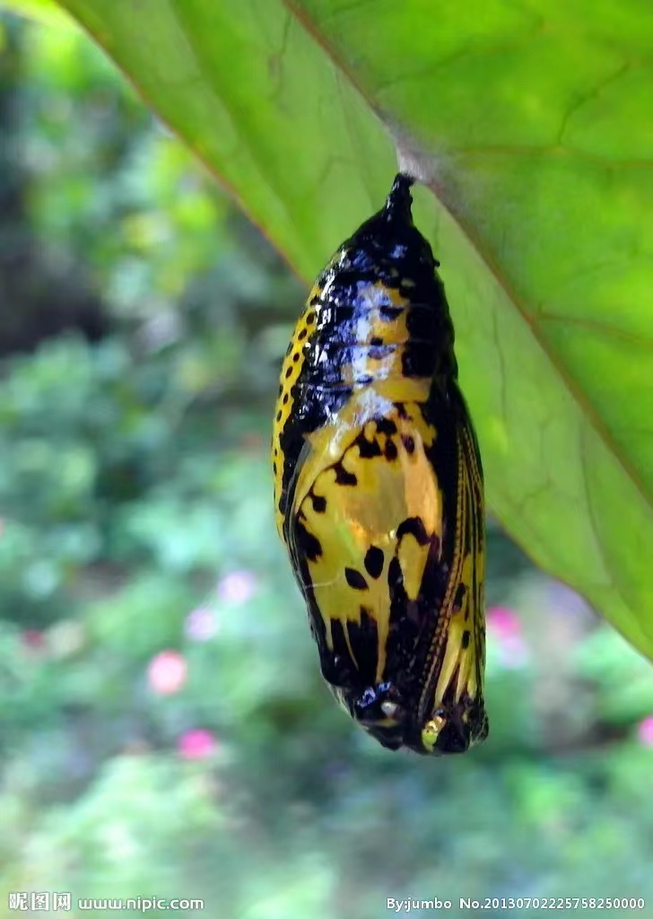 宝玉的那块玉最后去哪了 (第三十七回贾芸给宝玉带来了什么)