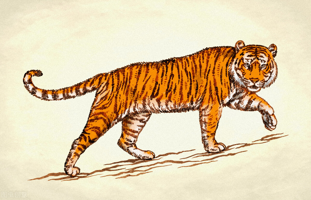 属虎的在虎年注意什么,虎年关于虎的常识