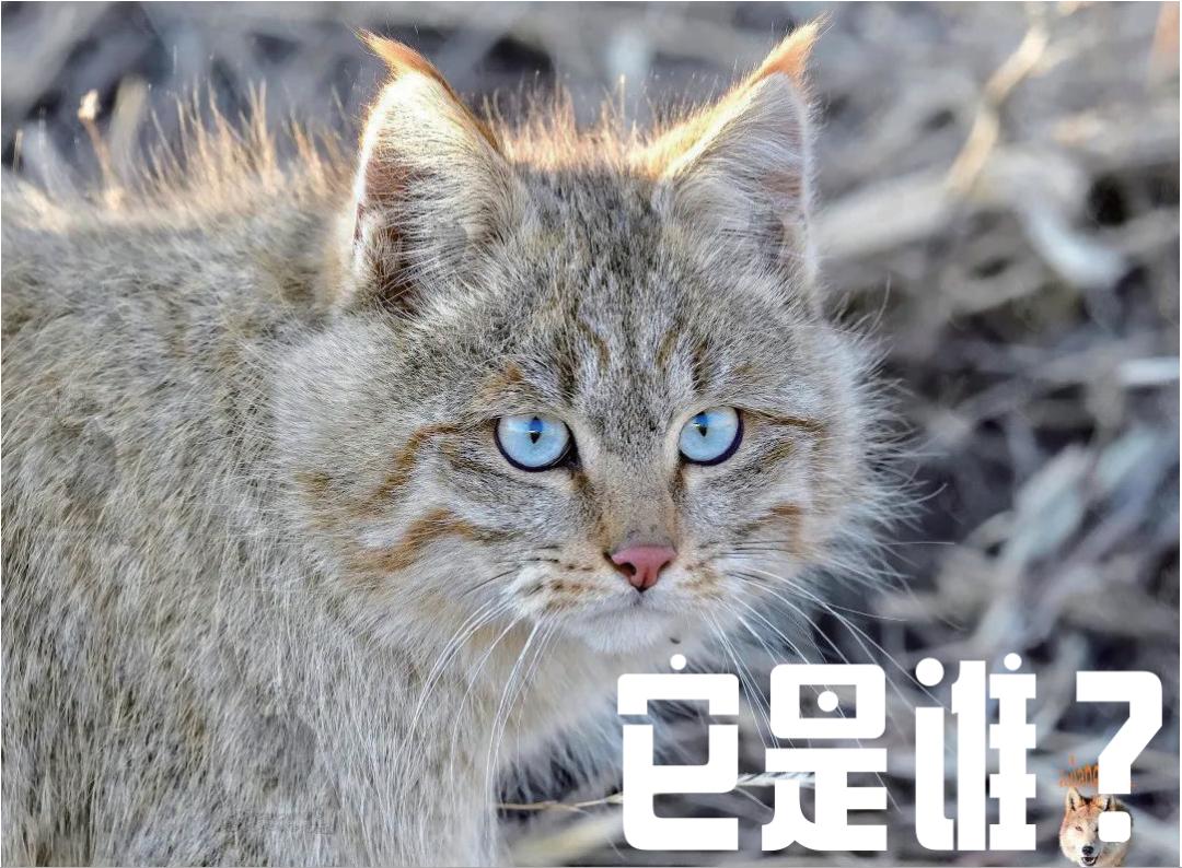 中国这13种猫猫,一种都不能少