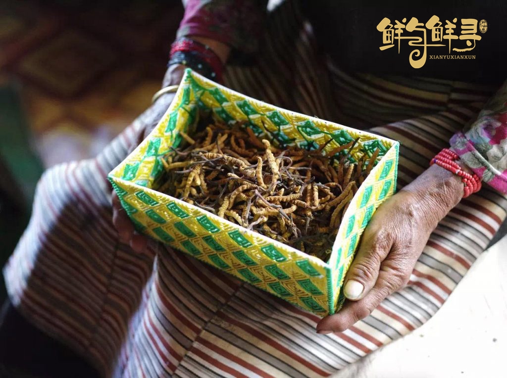 冬虫夏草鲜草怎样购买,鲜冬虫夏草价格