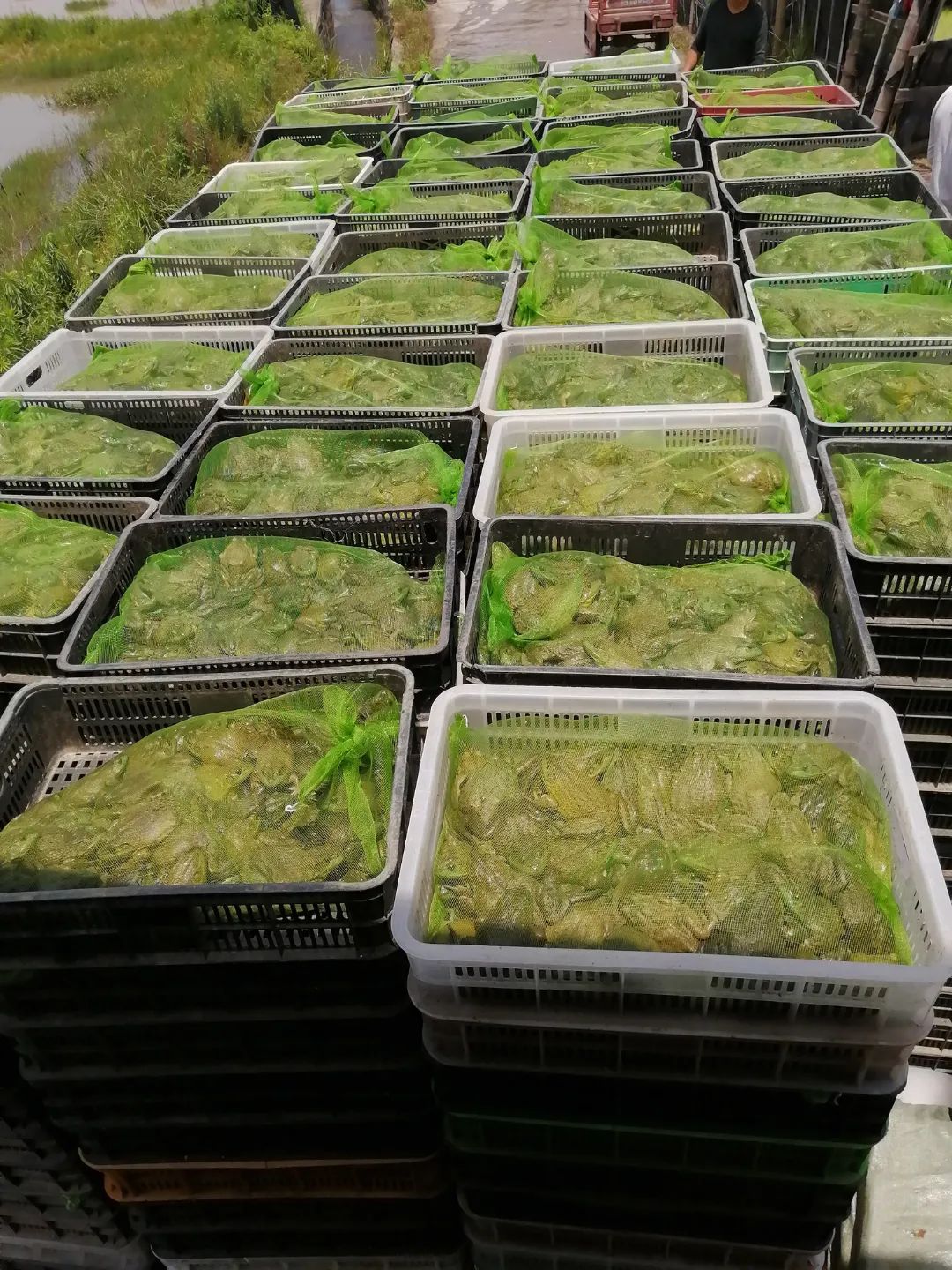 最新牛蛙养殖规模,牛蛙养殖利润分析图