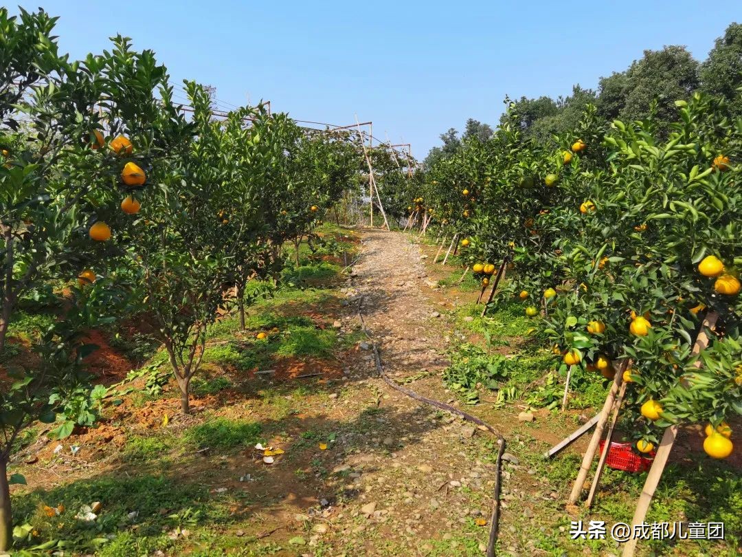 摘草莓橘子的地方推荐,附近摘橘子的地方推荐
