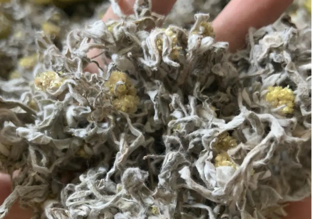 止咳化痰草图片及功效,止咳化痰最快最好的草