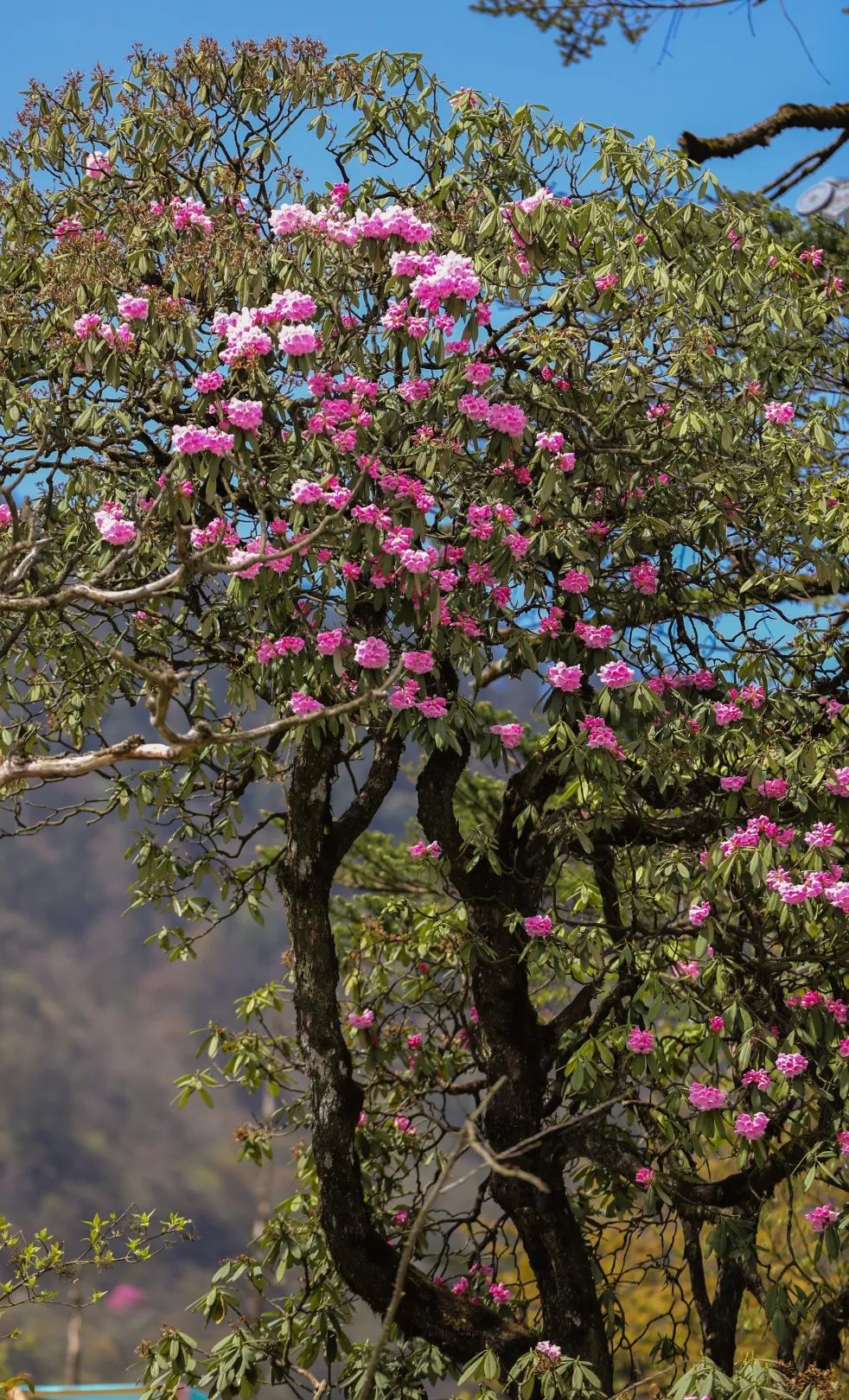 2020五一峨眉山开放的景点,五一峨眉山旅游攻略