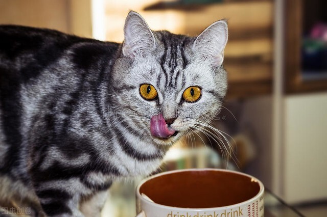 猫拉不出屎怎么办,猫拉不出屎怎么办快速解决