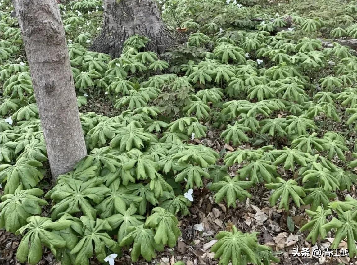 人称“江边一碗水”，荒野3月开紫花，细读栽培“5措施”秒懂种植