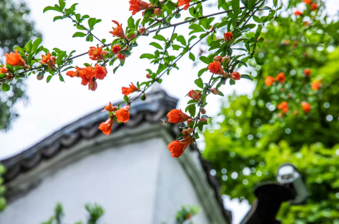 花开千叶红，无需藉春风——五月榴花，浓情似火燃，丹若照长安