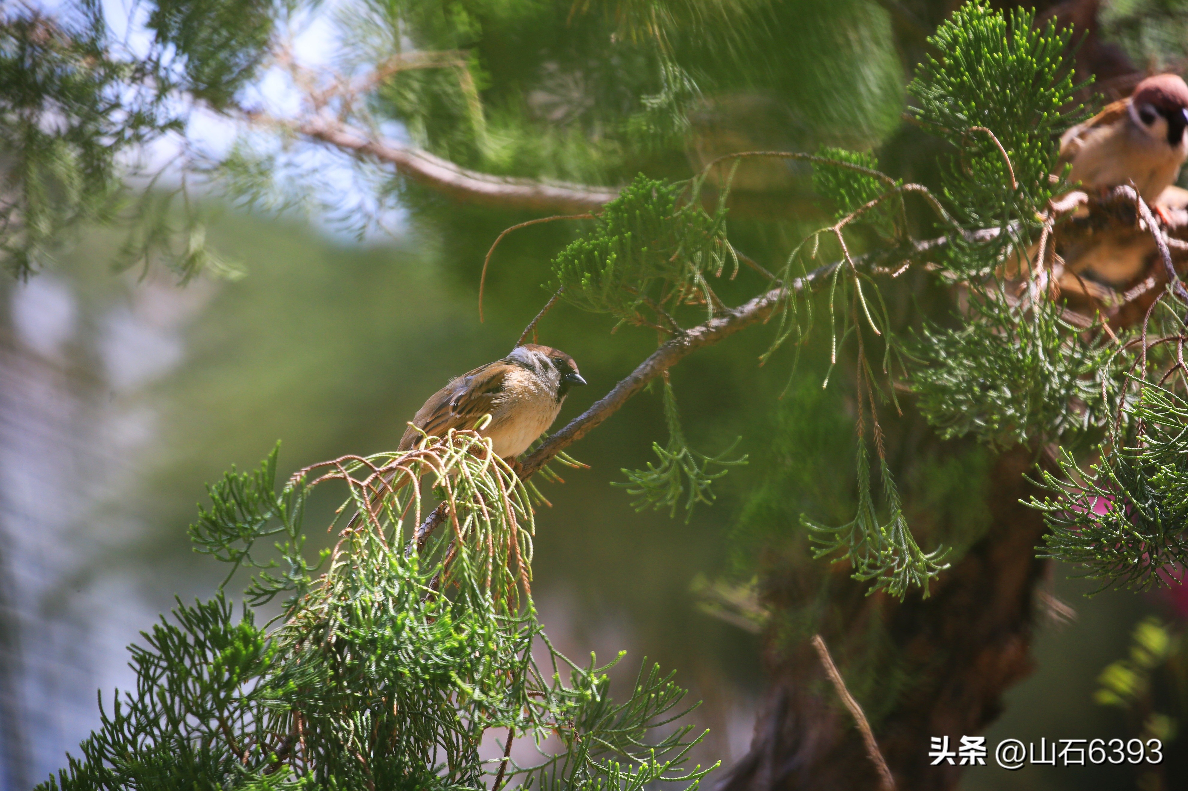 【战友美文】于天松：《麻雀，我爱你》（诗）