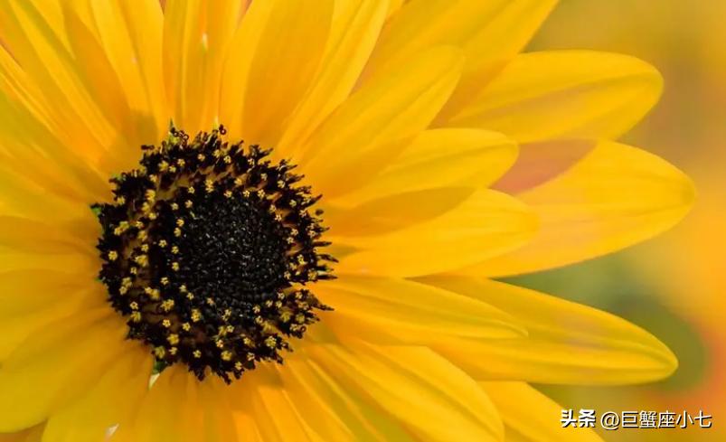 性格温和却又十分固执的星座,既乐观又悲观的星座