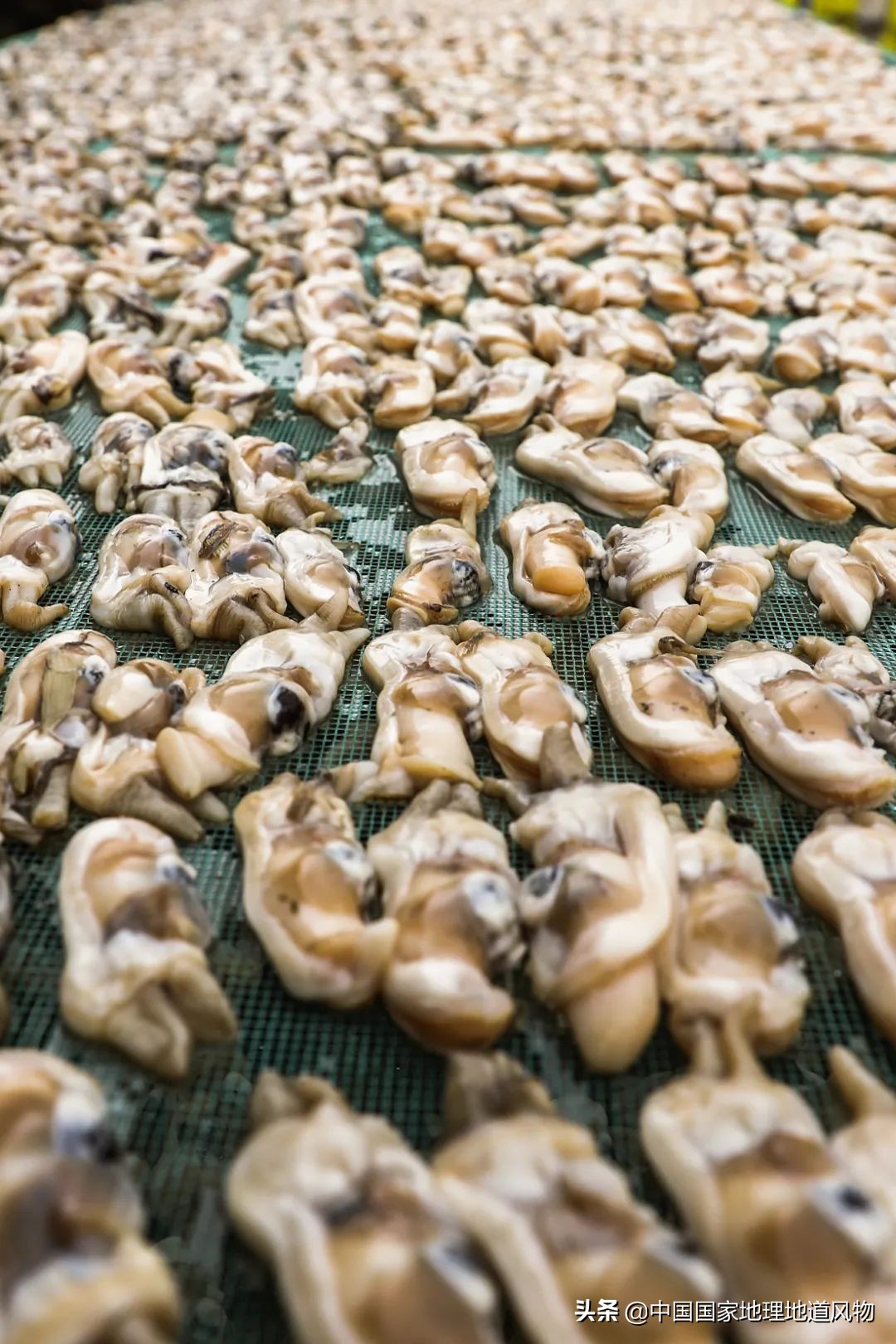 辽宁哪个地方的海鲜最好,辽宁各市都有啥海鲜