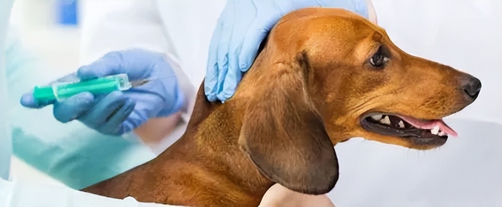 犬得细小病毒症状和治疗方法,狗狗细小病毒症状怎么治疗好呢