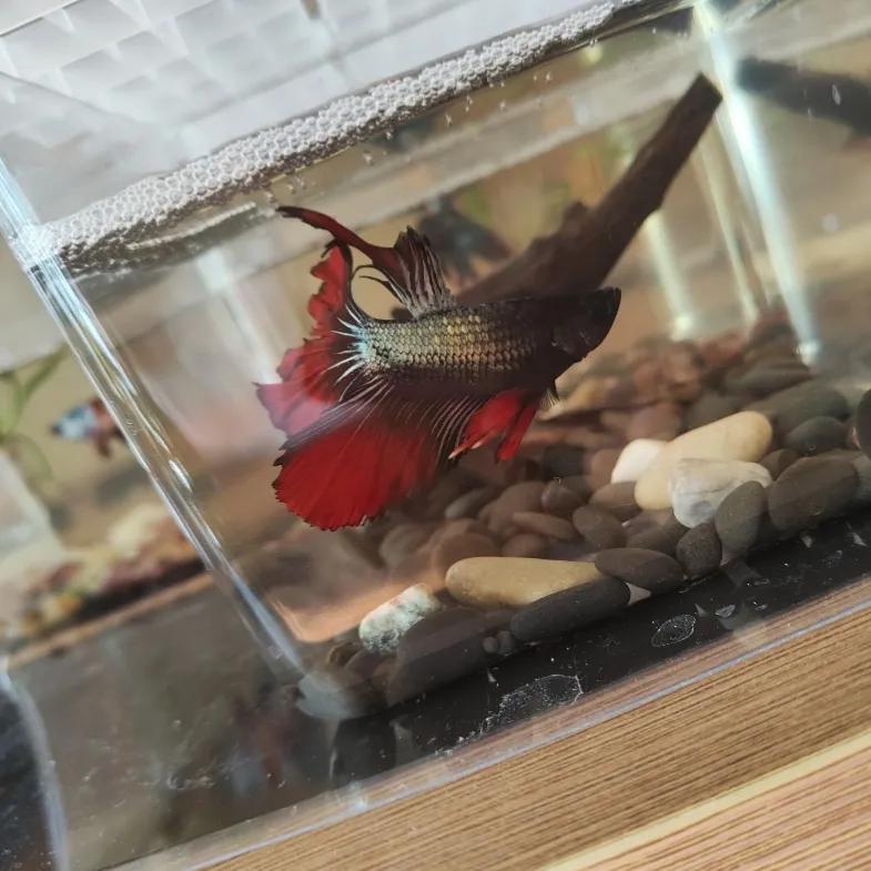 斗鱼新手入门攻略,斗鱼新手如何养