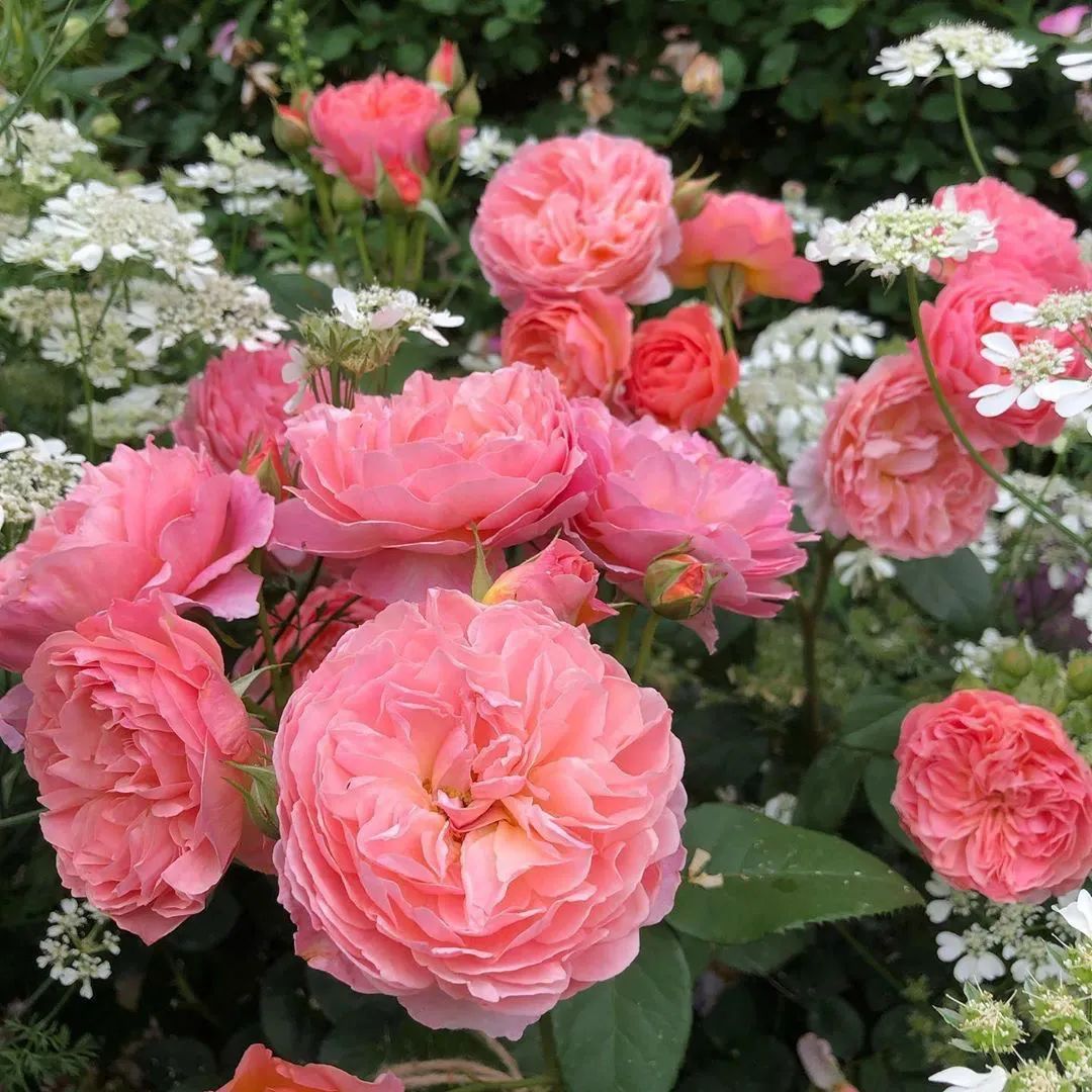 春日氛围感头像带背景图,春日已至头像图片