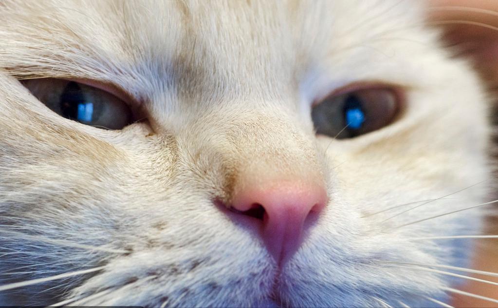 猫咪的10种秘密,养猫咪的5个常识