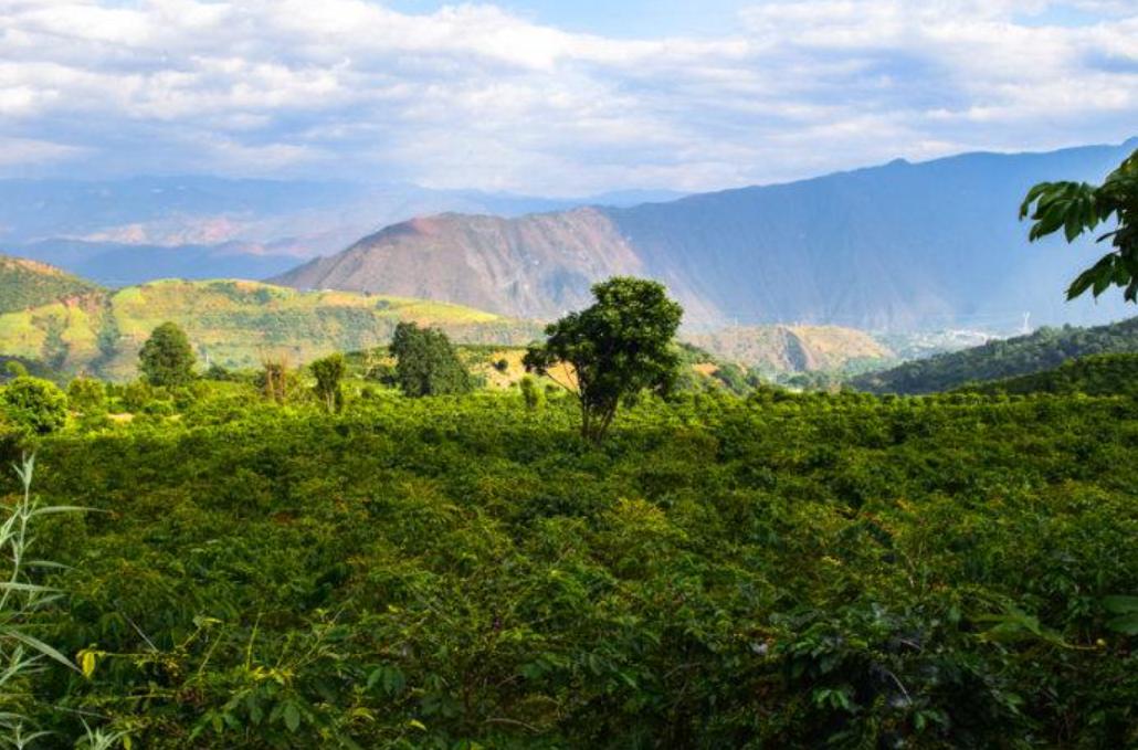 云南的小粒咖啡到底有多出名,云南最好的小粒咖啡是哪里产的